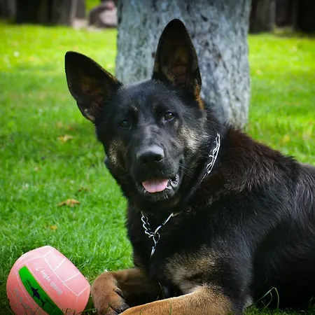 مزرعة للإقامة W Jabloniowym Sadzie Jezyce